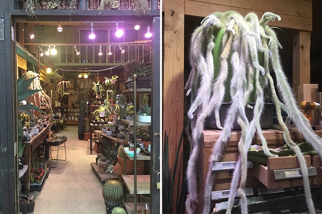 多肉植物・サボテン専門店SABOTEN MISSILE(サボテンミサイル)