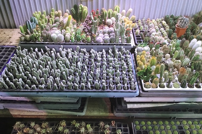 多肉植物・サボテン専門店SABOTEN MISSILE(サボテンミサイル)